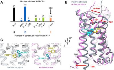 MD Simulations Revealing Special Activation Mechanism of Cannabinoid Receptor 1